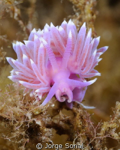 Frontal close up of the nudibranch, Flabellina Affinis. by Jorge Sorial 